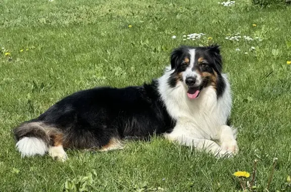 Chien perdu Bailleau-le-Pin, photo : Chien Berger Australien Perdu