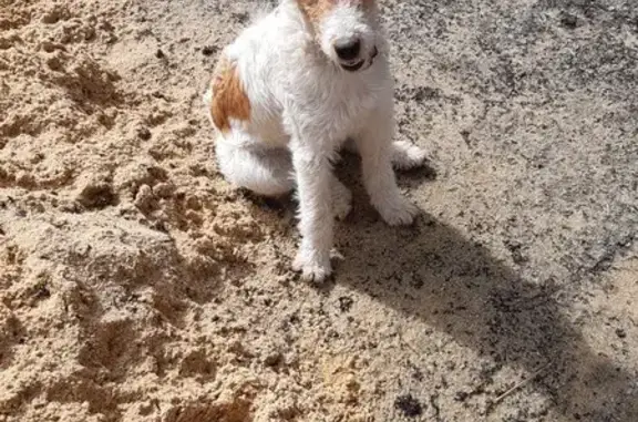 Chien perdu , photo : Chien perdu à Vallons-de-L'Erdre