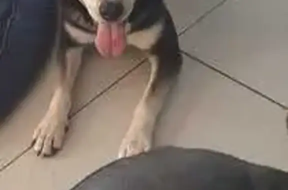 Lost Dog Alert: Friendly Mix Near Rooihuiskraal!