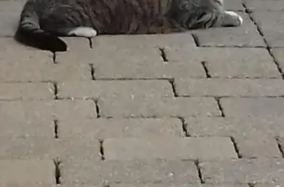Chat égaré, rentre seul, impasse Verlaine - photo