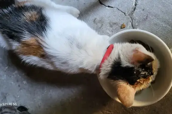 Chat affamé trouvé à Saint-André - photo