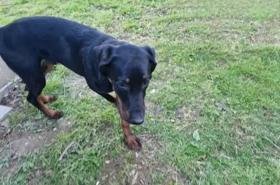 Beauceron perdu: jeune mâle joueur - photo
