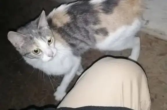 Chatte tricolore trouvée à Auxonne - photo