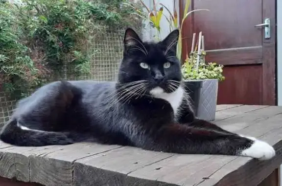 Lost Large Black & White Male Cat - Narvik St