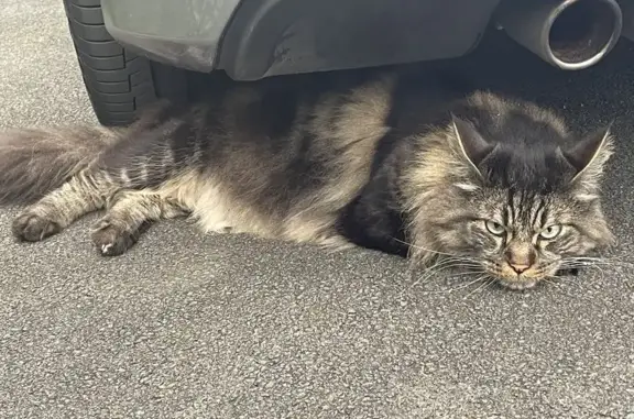 Maine Coon perdu à Bully-les-Mines - photo
