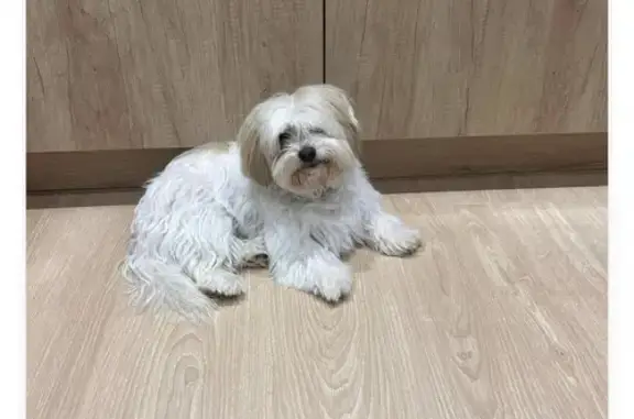 Chien perdu , photo : Gribouille, coton de Tuléar perdu