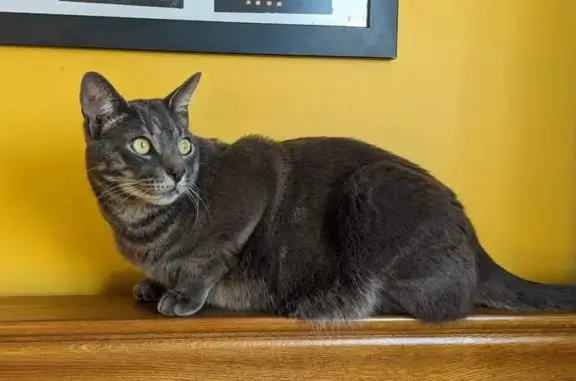 Lost Silver Tabby Cat - Sunny Hill - Help!