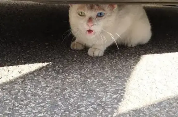 Chat bicolore trouvé à Cherré - photo