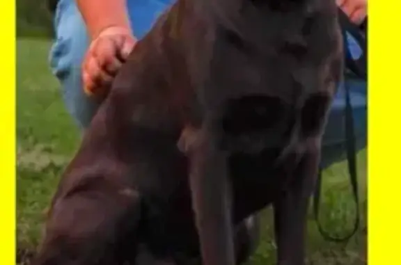 Lost Friendly Chocolate Lab - Ossipee Trail
