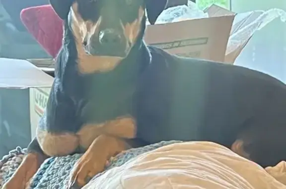 Help Find Rocky! Lost Rottie Mix in Jensen Beach