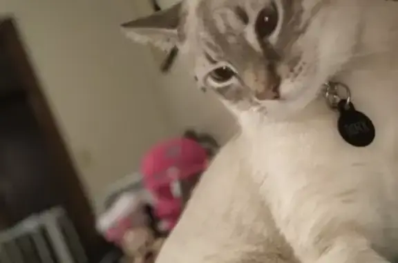 Lost Siamese Cat Binx in Nitro - Help Find Him!