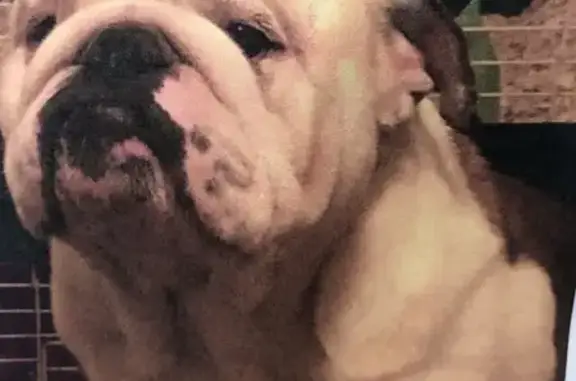 Help Find Bruno! 4-Yr-Old Lost Dog in Villa Rica