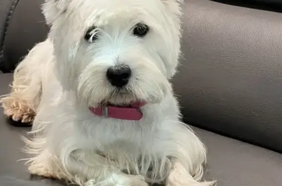 Lost White Terrier in West Palm - Call Now!