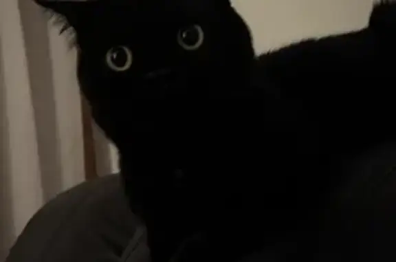 Lost Black Cat with Yellow Eyes - Wyndham