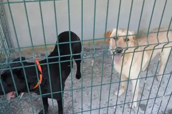 Chien noir et golden trouvés - photo