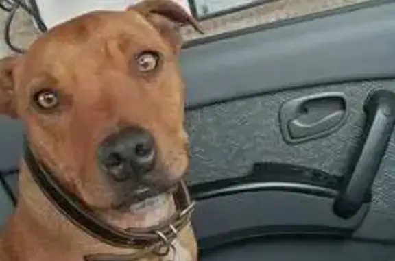 Lost Staffie Alert: Brown, 'Escape Artist' Collar!