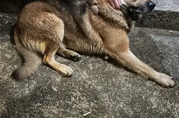 Chien trouvé , photo: Chien affectueux trouvé à Lortet