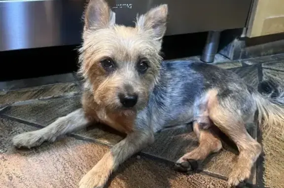 Lost Male Yorkie Found - Braam Pretorius St!