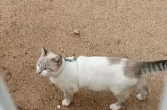 Chat perdu, , photo: Chatte perdue à Corbara 29/04