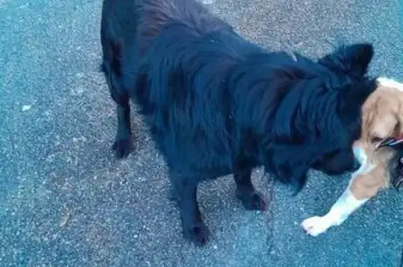 Chien trouvé Mazé-Milon, photo: Chien retrouvé à la Picaudière
