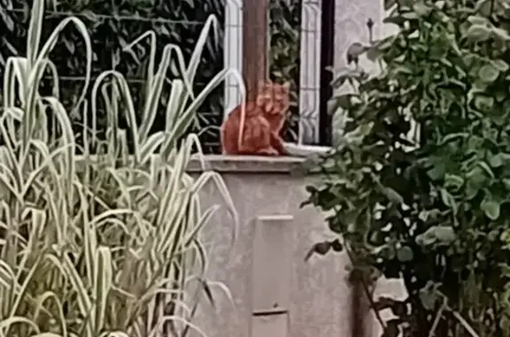 Chat roux égaré à Montmoreau - photo