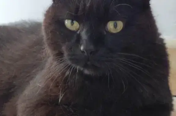 Animaux perdus Pignan, photo: Chatte noire épileptique perdue
