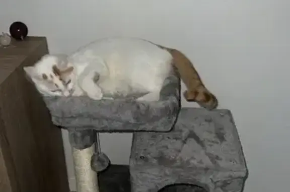 Chat perdu, Fontenay-le-Fleury, photo: Chat blanc tacheté perdu à Fontenay