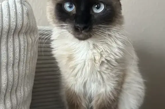 Animaux perdus Hagondange, photo: Chatte Boulette perdue à Hagondange