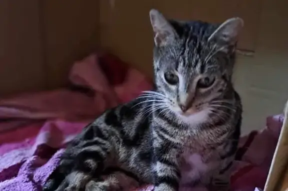 Minette gestante trouvée à Gray - photo