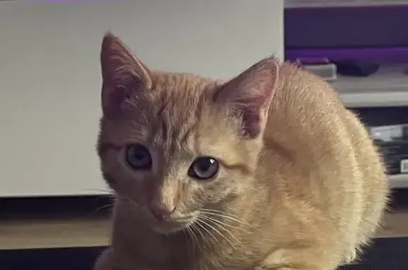 Animaux perdus Pontarlier, photo: Chatte Tirou perdue à Pontarlier