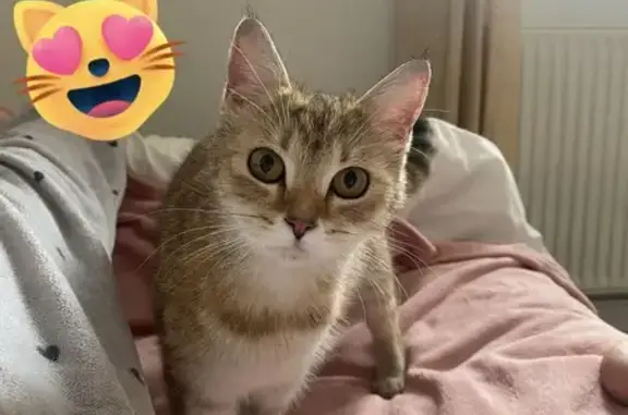 Chaton tigré roux trouvé à Rouen - photo