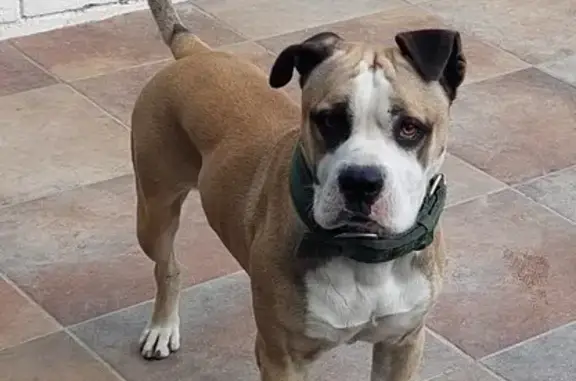 Lost Pittbull: Panda-Faced, Seen in Delft!