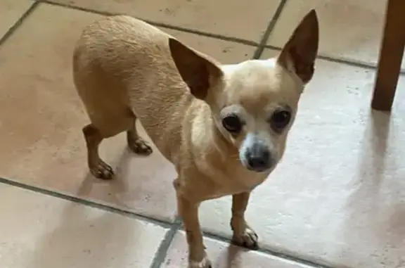 Chien trouvé , photo: Chien perdu retrouvé près de Blécourt