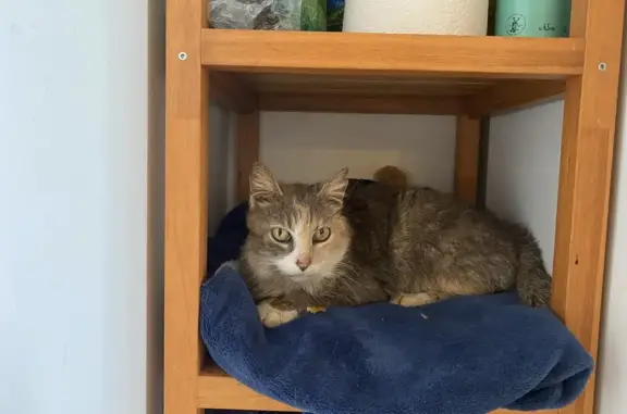 Chatte écaille trouvée à Theuley - photo