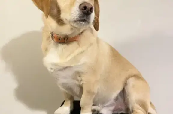 Beagle perdu à Agen - Aidez-nous - photo