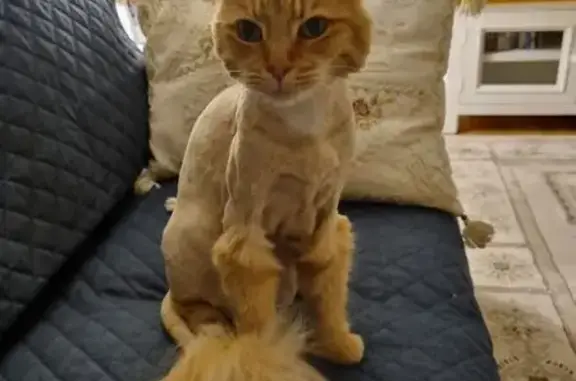 Lost Ginger Lion-Cut Cat - Penrith Area