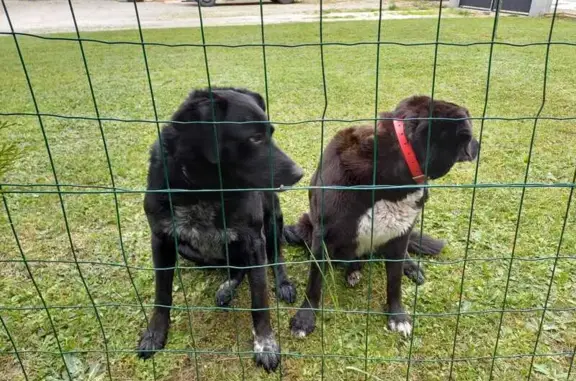 Chiens perdus: 1 rose, 1 bleu - photo