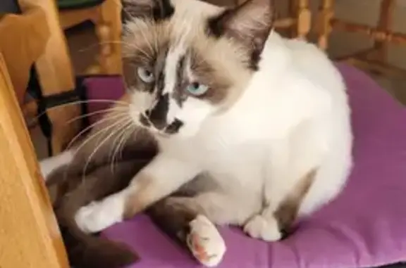 Chat perdu, Luc-la-Primaube, photo: Ponpon, chat égaré, à la retraite