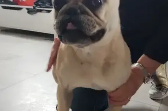 Chien bouledogue fauve trouvé à Dreux - photo