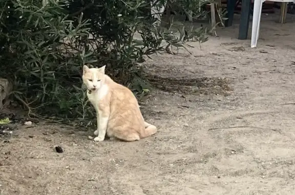 Animaux perdus Saint-Denis-d'Oléron, photo: Chat crème et blanc perdu à St-Denis