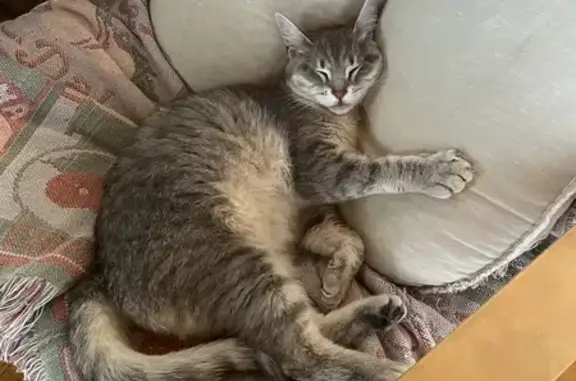 Animaux perdus Armissan, photo: Chatte tigrée perdue à Armissan