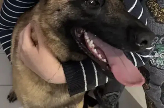 Chiot Malinois perdu à Coussac - photo