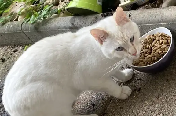 Chat blanc et roux trouvé - photo