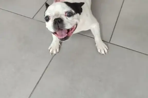 Chienne bouledogue perdue à Aniche - photo