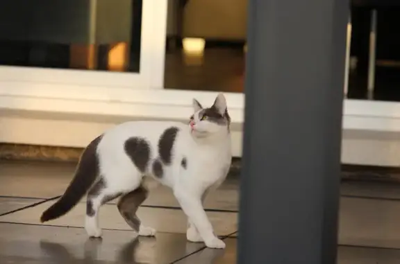 Chat perdu, Erstein, photo: Chatte blanche perdue à Erstein