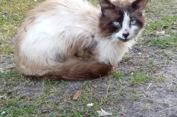 Chat trouvé , photo: Chat errant mal en point trouvé
