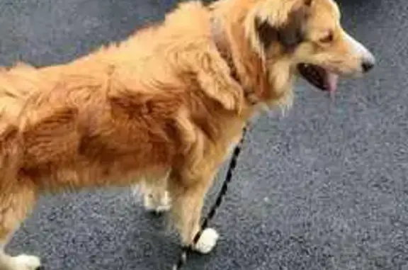 Chien trouvé Cintré, photo: Chien perdu et retrouvé à Cintré