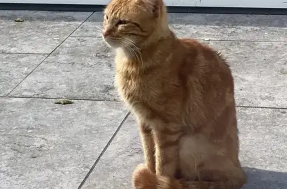 Chat roux non identifié trouvé - photo