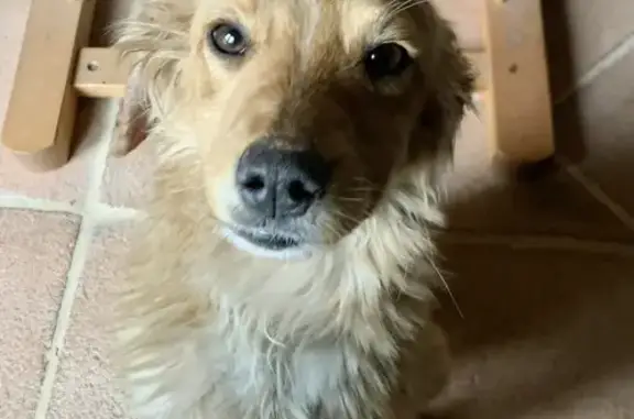 Chien trouvé , photo: Chiot roux perdu à Empuré