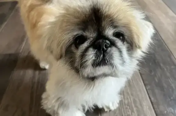 Small (about 10lbs), tan, female Pekingese. She is 14 years old. No collar. Fluffy hair. Her name is Ellie. She is friendly. Please call 610-295-3250 if found.
